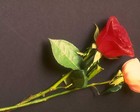 Picture for song 'paper rose' by artist 'don't believe you'
