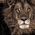 Picture for song 'Dzungla' by artist 'Dupli'