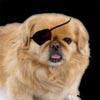 Picture for song 'Ed Gowens- The Return Of Goober AKA Goober 2.0 mp' by artist 'Ed Gowens - Songwriter'