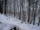 Picture for song 'Winter Blues' by artist 'Flute Singer'