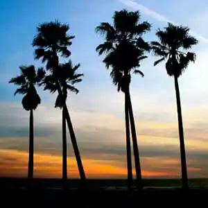 Picture for song 'California' by artist 'Gyro'