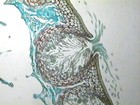 Picture for song 'Satan v Santa' by artist 'Ham Man Jam Band'