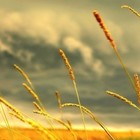 Picture for song 'NEW!!!- The Joy of the King' by artist 'Heaven-Sense'