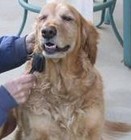 Picture for song 'GoldieTime' by artist 'Hook Tree Road'