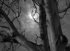 Picture for song 'Eerie No Samples' by artist 'Intellectual Productions'