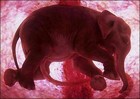 Picture for song 'ELEPHUNK' by artist 'Iron Kore'
