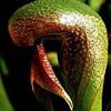 Picture for song 'Kiss Me Darlingtonia' by artist 'Jay Seeley'