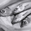Picture for song 'Dead Fishes' by artist 'Joe Wrabek'