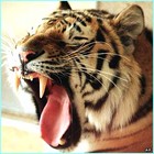 Picture for song 'newsongchoice' by artist 'John Dope'