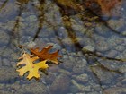 Picture for song 'Only September Knows' by artist 'Kaley Willow'
