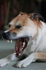 Picture for song 'I'm Still Laughing At You' by artist 'KillYourSelfNowBich'