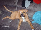 Picture for song ''I'm A Dog'' by artist 'Kinross Finest'