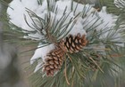 Picture for song 'Little Pinecones In The Snow' by artist 'Kupo'