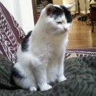 Picture for song 'Sgrinfild the cat blues' by artist 'Manuel Belli'