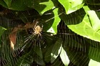 Picture for song 'SPIDER' by artist 'Margot Du Bois'