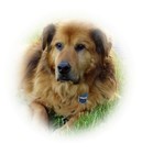 Picture for song 'Old Dogs' by artist 'Maria Daines'
