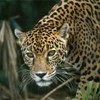 Picture for song 'Jaguar' by artist 'Mark Wessels'