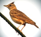 Picture for song 'The Lark' by artist 'Megan Roberts'