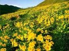 Picture for song 'Wildflowers' by artist 'Melodic Euphoria'