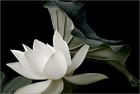Picture for song 'White Lotus' by artist 'milla kara'