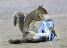 Picture for song 'Whoa Squirrel' by artist 'Muffgoat'