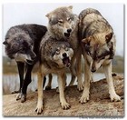 Picture for song 'Wolf Pak Anthem (Tagged) | Free DL' by artist 'Music Martyr'