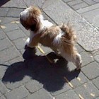 Picture for song ''Dogs Love Fun'' by artist 'Nadia Cripps'