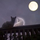 Picture for song ''Golden Dreams'' by artist 'Nadia Cripps'