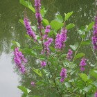 Picture for song 'I will remember your light' by artist 'Nahum'