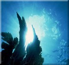 Picture for song 'Deep Azure (demo)' by artist 'Nathallahan'