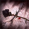 Picture for song 'Black Rose' by artist 'Nino El'