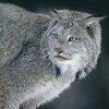 Picture for song 'Major Reedy Lynx Mane' by artist 'Norm Hacker Band'