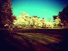 Picture for song 'threetrees' by artist 'No Studio'