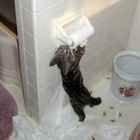 Picture for song 'High Strung Blues' by artist 'Open Heart Trouble'