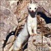 Picture for song 'A Weasel in Trousers' by artist 'Paul Kington'