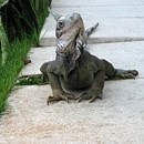 Picture for song 'Iguana Alley' by artist 'Pawel Jurdziak'