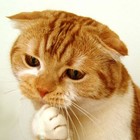 Picture for song 'RibbixJibbix' by artist 'Penguin Bomb'