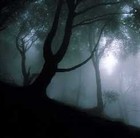 Picture for song 'El Bosque Oscuro' by artist 'Pepe Acevedo'