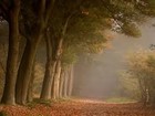 Picture for song 'In Nottingham Wood' by artist 'Pinecats'