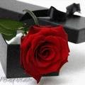 Picture for song 'One True Love' by artist 'Pots Productions 115'