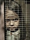 Picture for song 'Shake the Cage' by artist 'Project Shed'