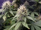 Picture for song 'Diamond 5th' by artist 'Purple Kush Entertainment'