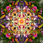 Picture for song 'Rebecca Tripp - Bluebells Waltzing.mp3' by artist 'Rebecca Tripp'