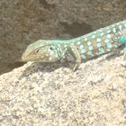 Picture for song 'Should I Stay Or Should I Go' by artist 'Rod Danz'