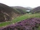 Picture for song 'Wild Mountain Thyme' by artist 'Roger John'