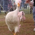 Picture for song 'winner of geese battle' by artist 'romachudo production'