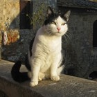 Picture for song 'Just some Cat in Spain' by artist 'Scuzzo'
