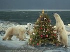 Picture for song 'CHRISTMAS WILD' by artist 'SEAN CHRIST'