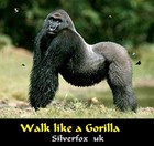 Picture for song 'Walk like a Gorilla' by artist 'Silverfox ( UK )'