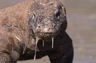 Picture for song 'komodo dragon' by artist 'sinclair's produce'